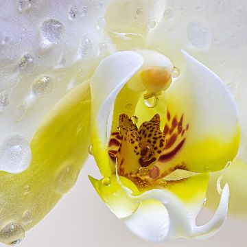 Thumbnail for Orchideen-Wanderung im Oberen Donautal